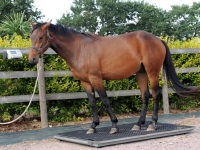 Hippocenter Horse Weighing Scale (120 Kg)
