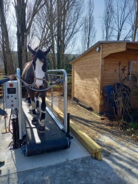Hippocenter Hippotrainer+ Treadmill