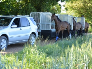 Vontatható Jártató Összeszerelve Hippocenter (2/4 Lóhoz)