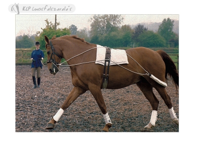 Training Reins