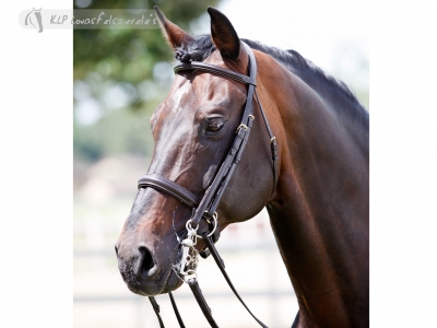 Tattini Bridle Curb/snaffle Shaped Raised Eco Double Reins