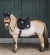 Lucky Saddle Pad Sheti