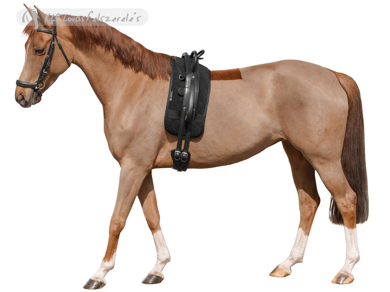 Vaulting Roller For Smaller Horses Tattini Riding