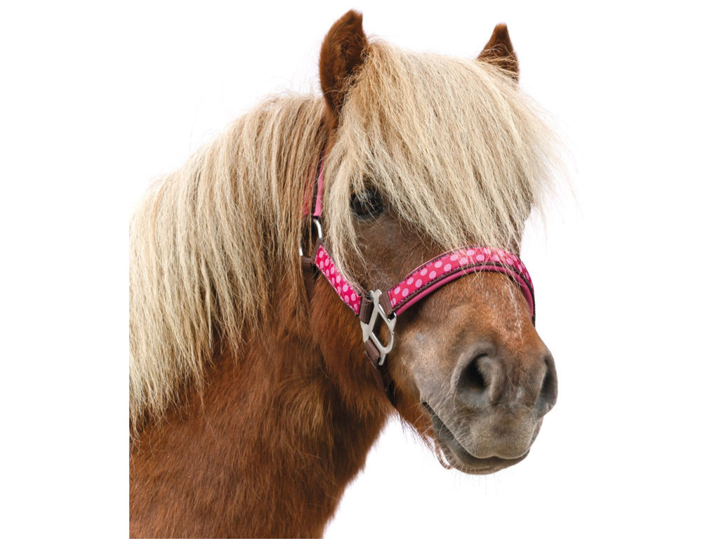 Horse-Friends Halter Dotty