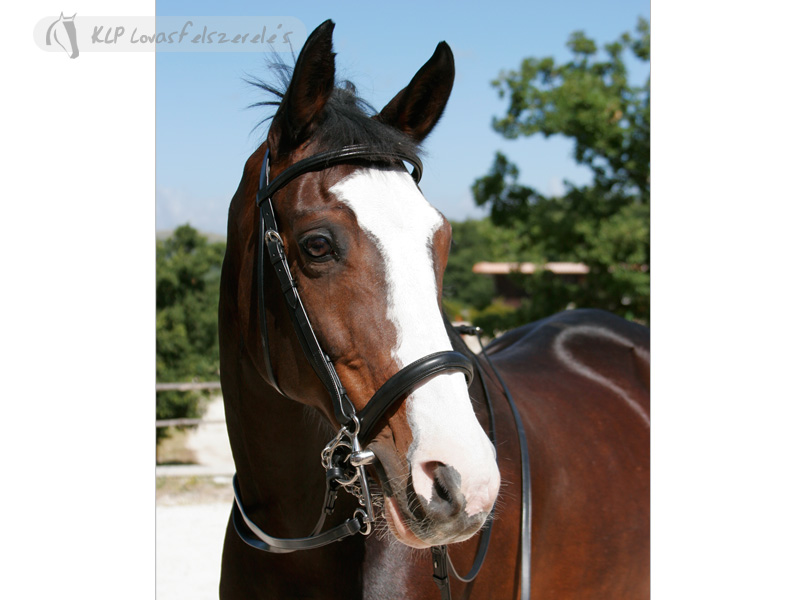 Tattini Weymouth Bridle